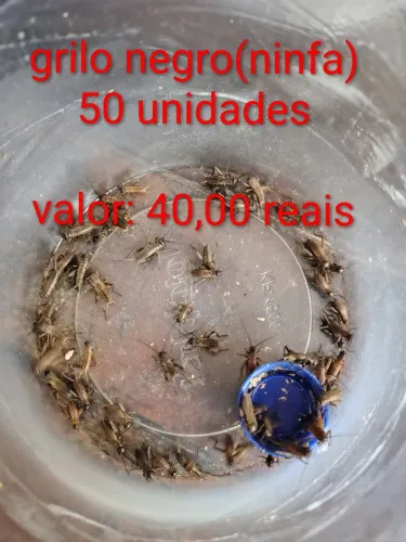 Grilo negro(jovem e ninfas)