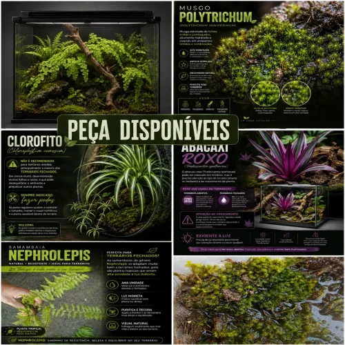 Mudas de Plantas em geral