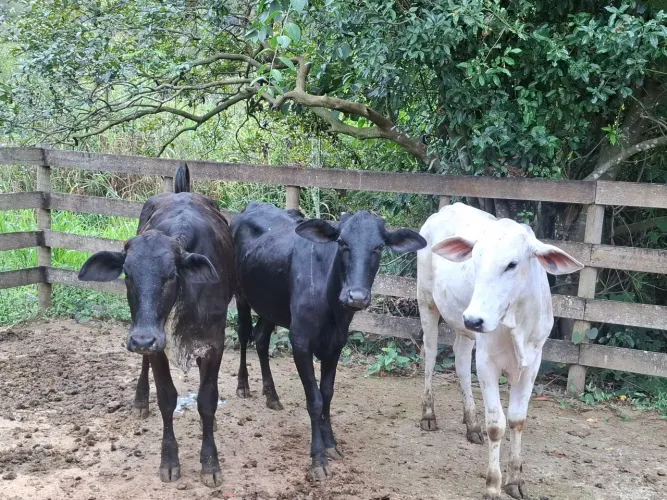 3 novilhas aneloradas 