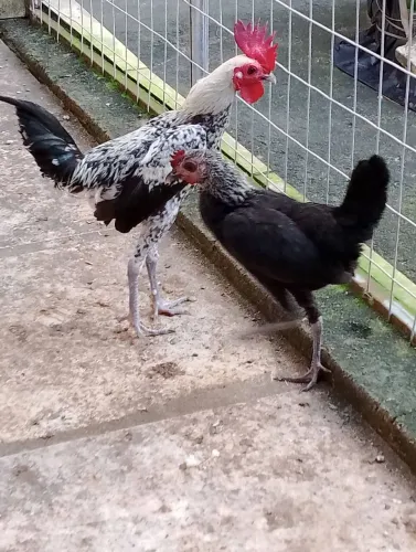 Galinhas 