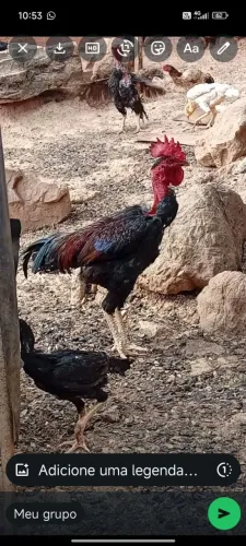 Vendo Galo Polaco!!!
