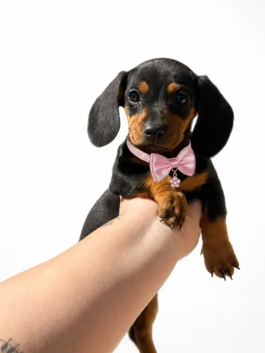 Dachshund Mini promoção hoje venha adquirir