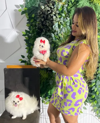 Lulu anão fêmea