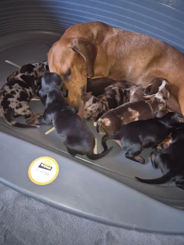 Teckel arlequim macho e fêmea disponível