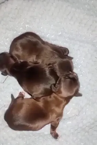 Cachorro