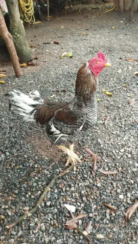 Galo carijó 