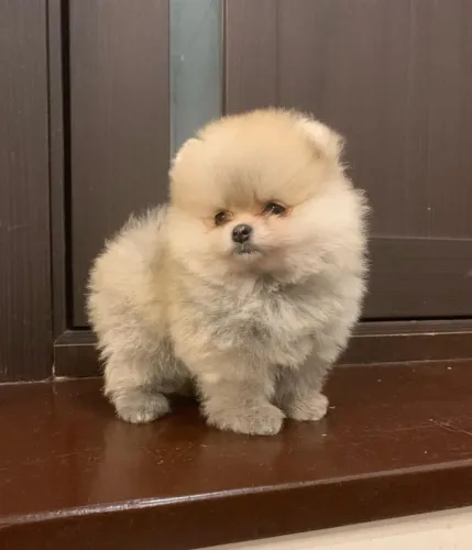 Spitz Alemão Macho e Fêmea Disponíveis