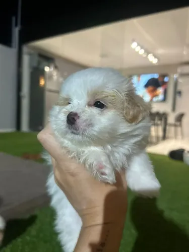 Filhote de Shih Tzu com Lulu da Pomerania