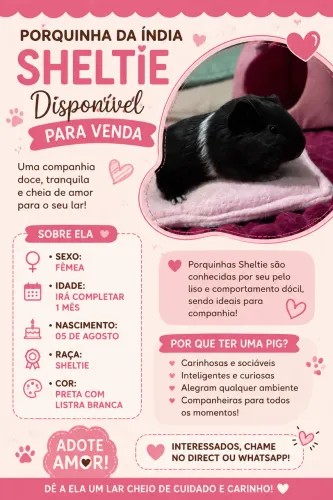 Porquinho da índia