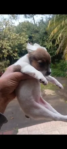 Pintirr femea tricolor 