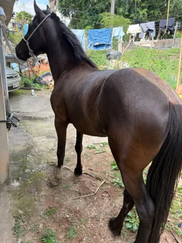 Cavalo novo inteiro
