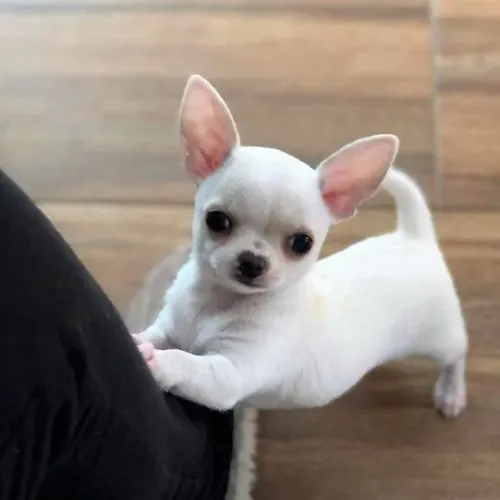 Chihuahua A vida vista com olhos mais doces