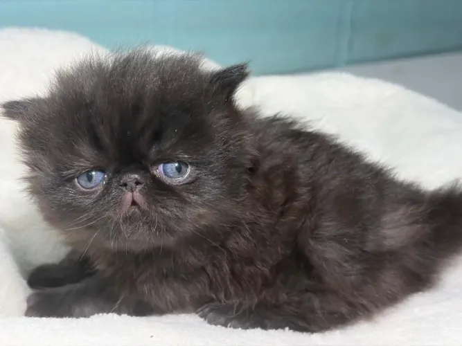 Gato persa
