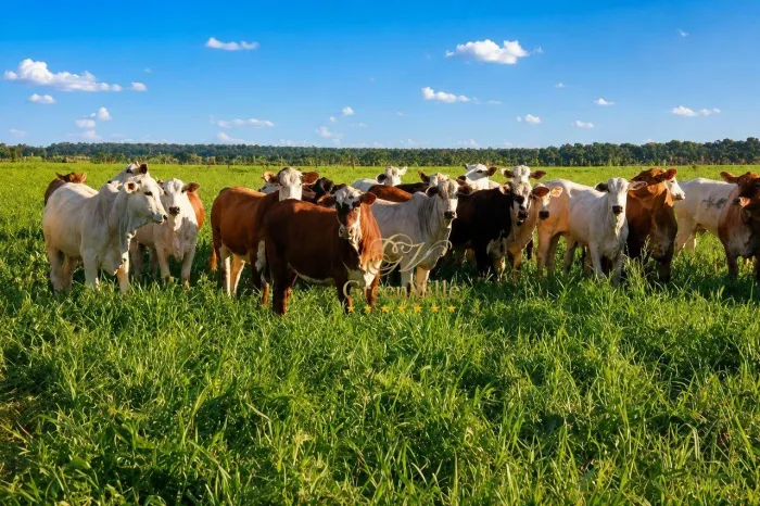 Fazenda 3.150 Hectares | Rica em Água | Pecuária e Reflorestamento | Alto Araguaia MT/MS/