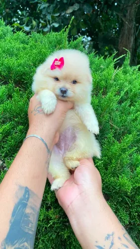 Lulu da pomerania 