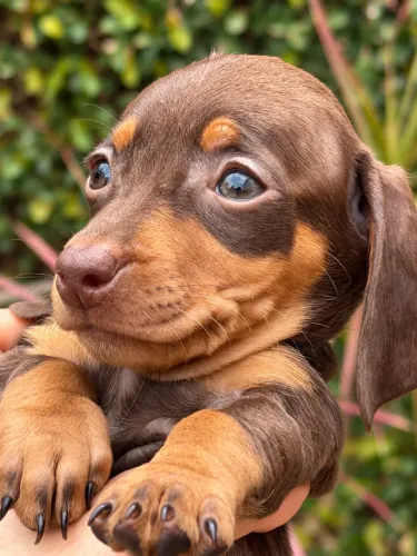 FILHOTE DE DACHSHUND CHOCOLATE