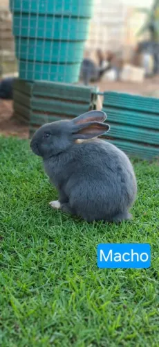 Coelhos