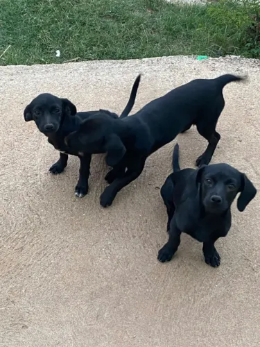 Doação de cachorro