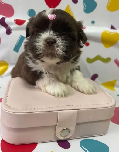 Shihtzu Mini disponível