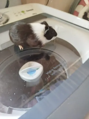 Porquinho da índia 