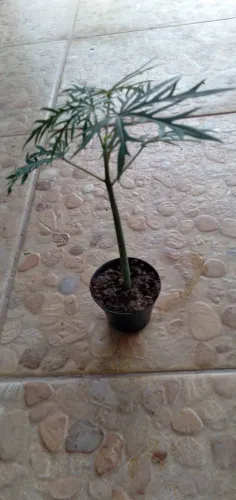 Muda pé de merthiolate