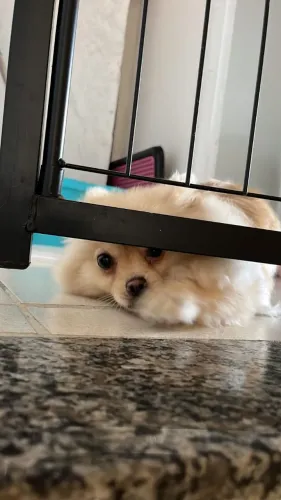 Vendo Spitz Alemão (Lulu da pomerania) Fêmea. 1 ano e 8 meses