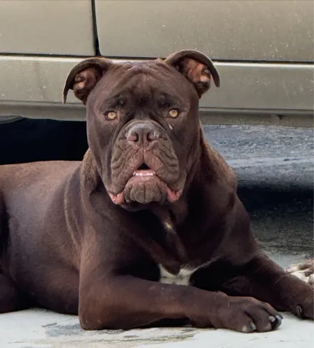 Buldogue Campeiro 