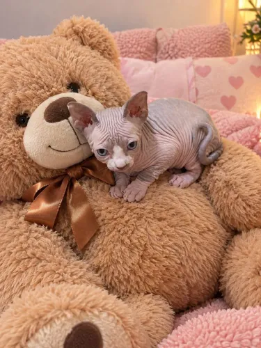 sphynx machinho