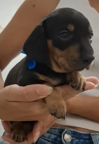 Filhotes Dachshund 