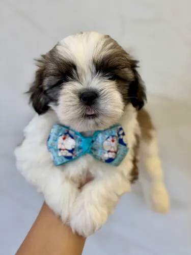 Shihtzu 