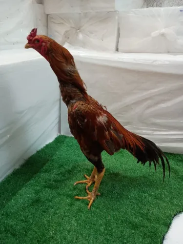 Galo Mura