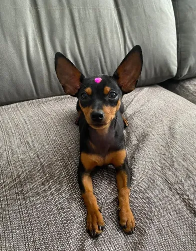 Pinscher 0 filhote disponível! Lealdade e alegria para sua família