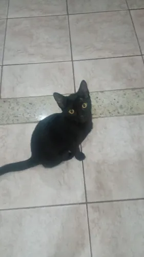 Gato preto com alguns meses de vida não vacinado e não castrado