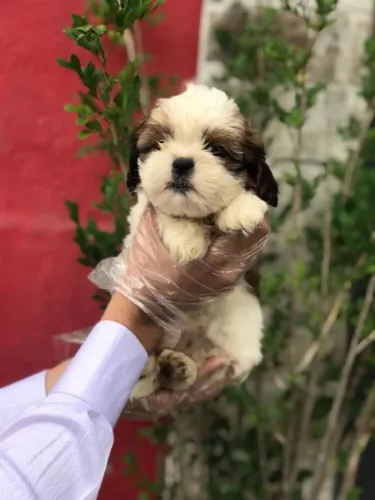 Shih Tzu com Excelente Procedência - Compre em Até 12x Sem Juros!