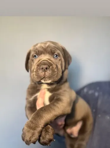 Cane Corso,Cane Corso Filhote Disponível com Entrega Facilitada e Segurança