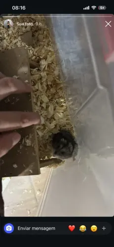 Doação hamster