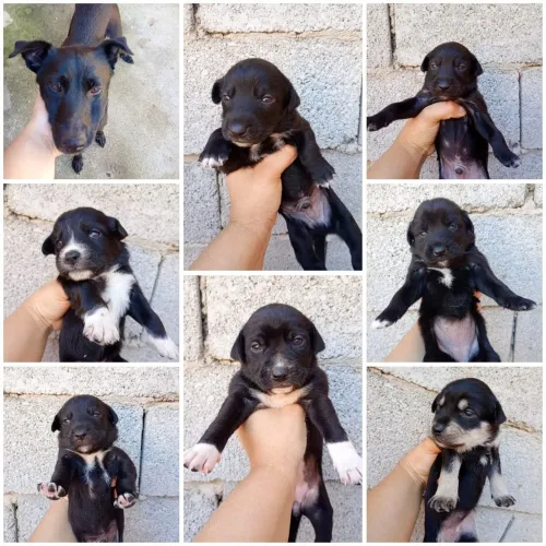 Doação de cachorros