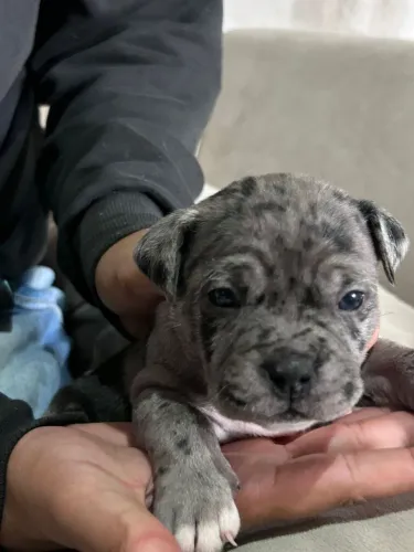 American Bully - Micro