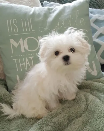 Maltês A combinação perfeita: cobertor e cachorrinho