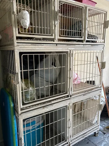 Canil gaiola de pet banho e tosa