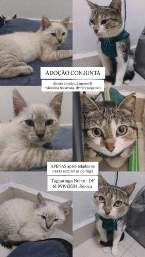 Adoção doação gato filhote gata castrada
