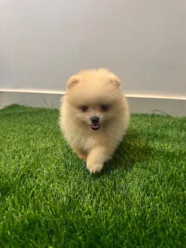 Spitz alemão anão macho