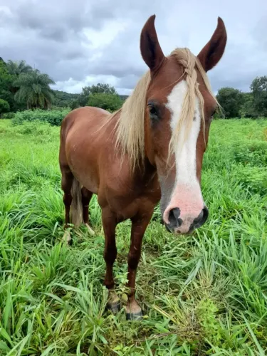 Cavalo manga larga marchador 