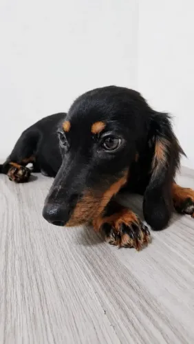 Filhote dachshund (Salsichinha) MACHO - NÃO É DOAÇÃO 