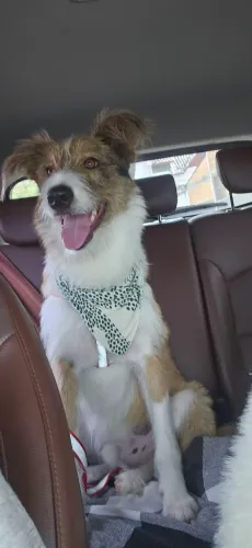 DOAÇÃO DE CACHORRO 