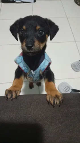 Doa-se Cachorro