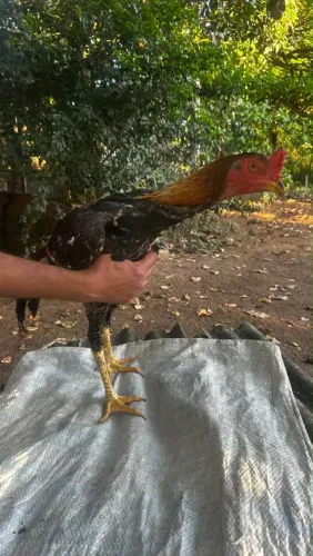 Galo de raça