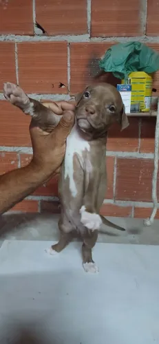 Pitmonster