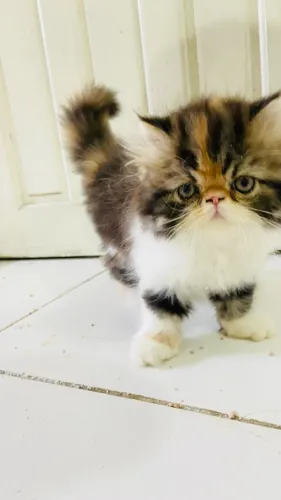 Gato persa 