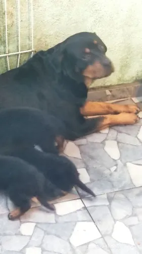 Rottweiler